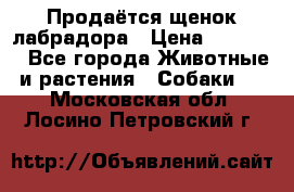 Продаётся щенок лабрадора › Цена ­ 30 000 - Все города Животные и растения » Собаки   . Московская обл.,Лосино-Петровский г.